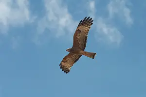 Isura: Square-tailed Kite - in flight