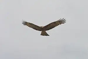 Isura: Square-tailed Kite - in flight
