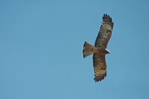 Isura: Square-tailed Kite - in flight