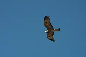 Isura: Square-tailed Kite - in flight