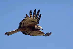 Isura: Square-tailed Kite - in flight