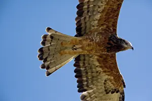 Isura: Square-tailed Kite - in flight