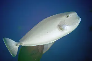 Ampat: Squarenose Unicornfish - Breakfast dive site, Farondii