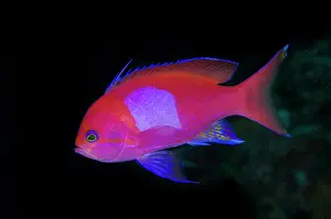 Line: Squarespot Anthias