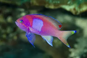 Anthias: Squarespot Anthias (Pseudanthias pleurotaenia)