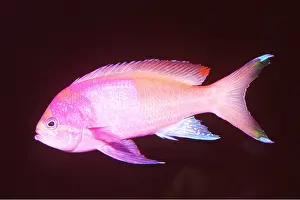 Anthias: SQUARESPOT BASSLET FISH (Anthias)