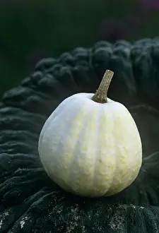 Acorn: Squash
