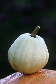 Acorn: Squash