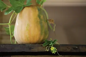 Sufficient: Squash