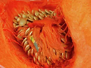 Pepo: Squash