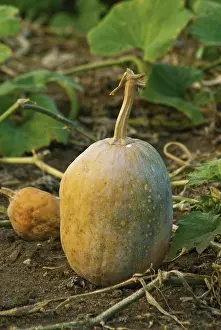 Blown: Squash