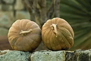 Connected: Squash