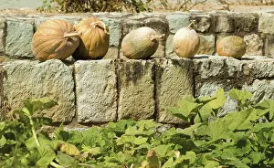 Collected: Squash