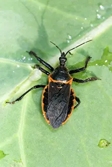 Coreidae: Squash Bug (Anasa tristis)