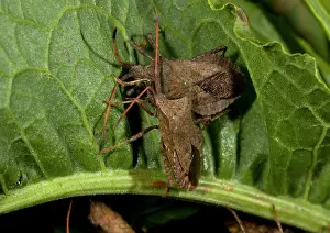 Coreus: Squash bugs, on dock