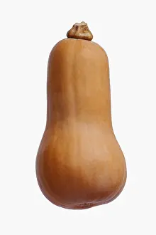 Moschata: Squash, Butternut squash, Cucurbita moschata, Studio