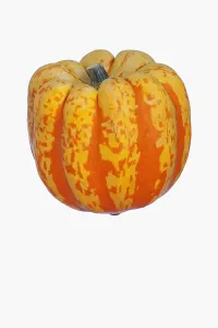 Acorn: Squash, Carnival squash, Cucurbita pepo Carnival