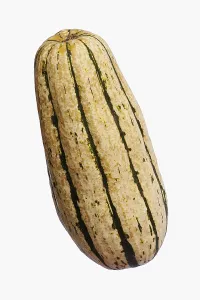 Squash: Squash, Delicata squash, Cucurbita pepo Delicata