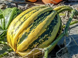 Vegetables: Squash Guzcoy, Cucurbita pepo Guzcoy