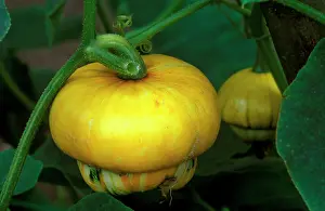 Turban: Squash Turke's Turban - growing in a Cambridgeshire garden