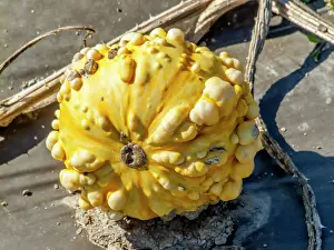 Vegetables: Squash Ultra Verruqueux, Cucurbita pepo Ultra Verruqueux