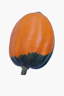 Acorn: Squash, Winter squash Golden Acorn, Cucurbita
