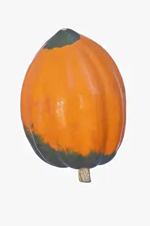 Acorn: Squash, Winter squash Golden Acorn, Cucurbita