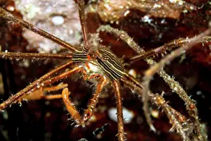 Lea Lee: Squat Lobster