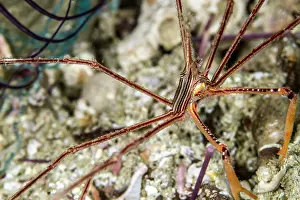 Lea Lee: Squat Lobster