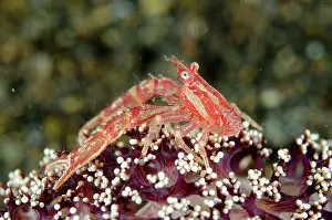 Galathea: Squat Lobster