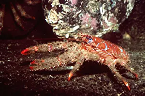 Lobster: SQUAT LOBSTER