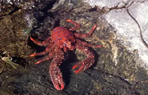 Lobster: SQUAT LOBSTER