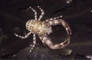 Lobster: SQUAT LOBSTER