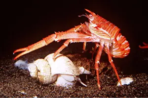 Lobster: SQUAT LOBSTER
