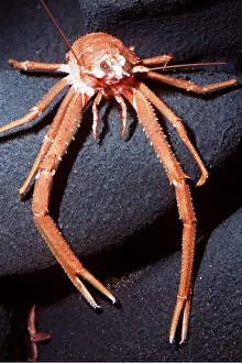 Lobster: SQUAT LOBSTER