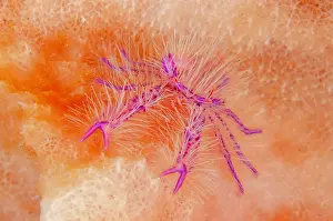 Sponge: Squat Lobster