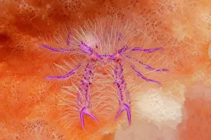 Sponge: Squat Lobster