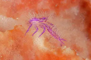 Sponge: Squat Lobster