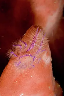 Electric: Squat Lobster - in Barrel Sponge (Xestospongia tertudinaria)