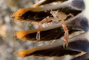 Galathea: Squat Lobster with long claws on Sea Pen