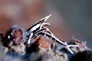 Lobster: Squat Lobster - during night dive