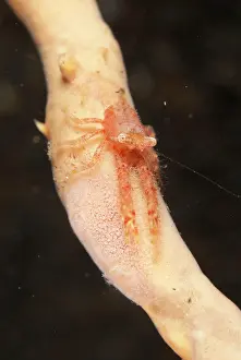 Galathea: Squat Lobster and Nudibranch (Rostanga cf. bifurcata)