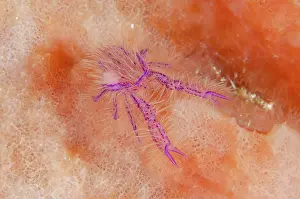 Sponge: Squat Lobster with Parasite