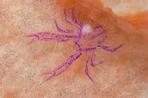 Sponge: Squat Lobster with Parasite