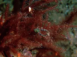 Lobsters: Squat lobster on red algae