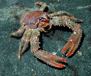 Lobsters: Squat Lobster - UK rocky coasts
