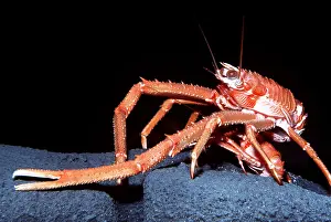 Lobster: SQUAT LOBSTER - SIDE VIEW