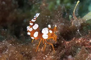 Algae: Squat Shrimp