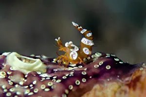 Squirt: Squat Shrimp - on Ascidian (Ascidiidae Family)