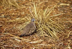 Geophaps: Squatter Pigeon